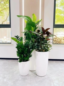 宁波北仑绿植租摆价格实惠